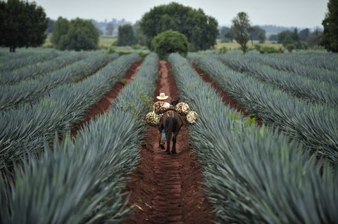 Tequila and Mezcal – What’s the Difference?